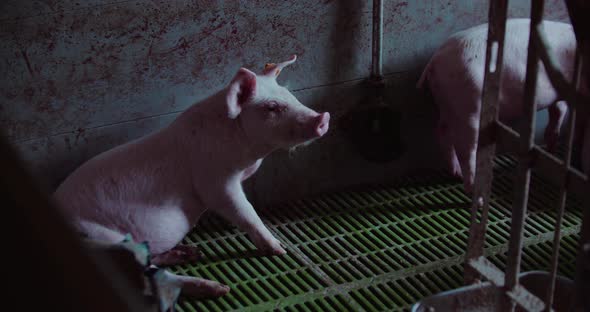 Pigs at Livestock Farm Pork Production Piglet Breeding alt