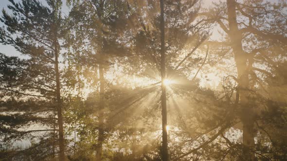 Sun's Rays Break Through the Branches of Trees and Fog in the Forest at Dawn in Summer alt