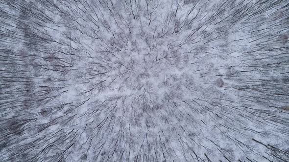 A Drone Rises Above a Winter Forest