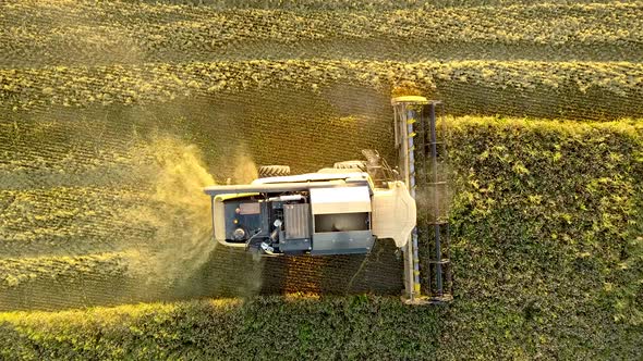 Aerial view of combine harvester harvesting large golden ripe wheat field. Agriculture from drone alt