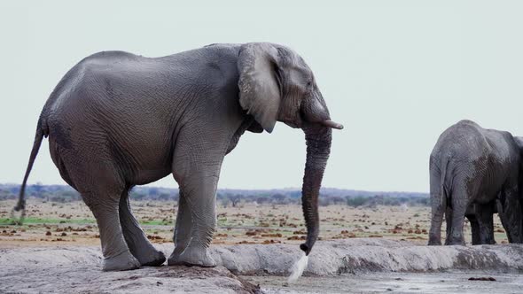 An Elephant Drinking From The Waterhole With Its Trunk In Nxai Pan, Botswana - close up alt