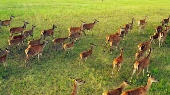 Deer Wild Animal Horse Nature Wildlife Green Roe Crowd Run alt