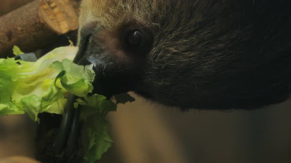 Close-up of a sloth eating lettuce, brazil. alt