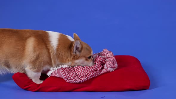 The Welsh Corgi Pembroke Stands on a Red Pillow and Sniffs the Blanket That Lies on It Then Licks alt