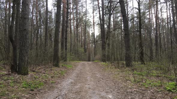 Road in the Forest During the Day Slow Motion alt