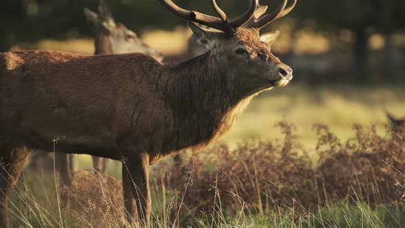 Male Red Deer Stag (cervus elaphus) during deer rut at sunset in beautiful golden sun light in fern  alt