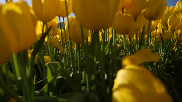 Yellow tulip flowers growing in a field. alt