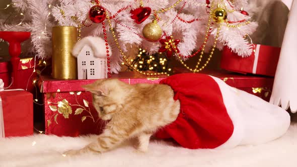 Little Cute Kitten Gets Out of The Santa Bag