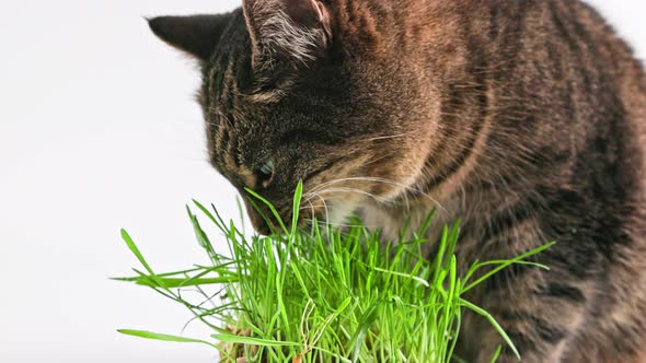 Tabby Cat Eats Green Oat Grass Sprouts on White Background alt