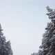Flakes of Snow on the Tops of the Pine Trees Along the Road in the Woods - VideoHive Item for Sale