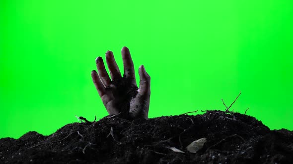 Zombie Woman Hand Emerging From the Ground Grave. Halloween Concept. Green Screen. 003 alt
