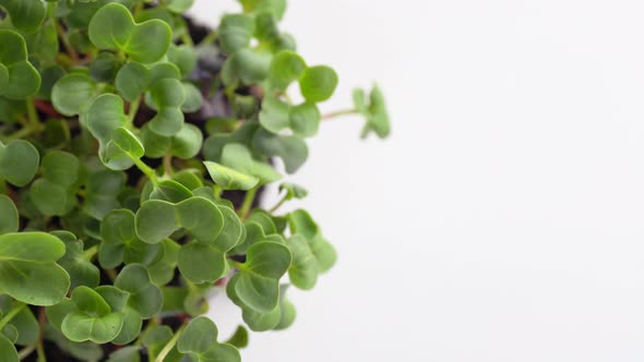 Close-up of young radish microgreen sprouts growing on an earth lump alt