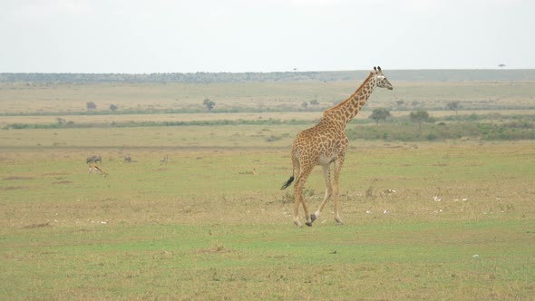 Giraffe walking on open plains alt