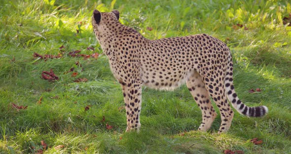 Closeup of Adult Cheetah Walking in the Grass