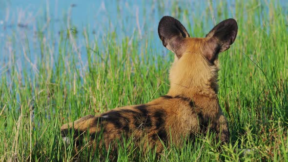 Resting African Wild Dog On The Riverbank Of Khwai In Botswana, South Africa. Close Up alt