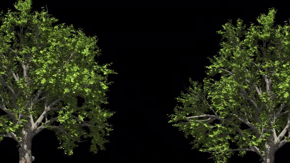 Trees With Alpha Channel