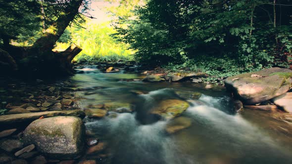 Mountain stream in the forest