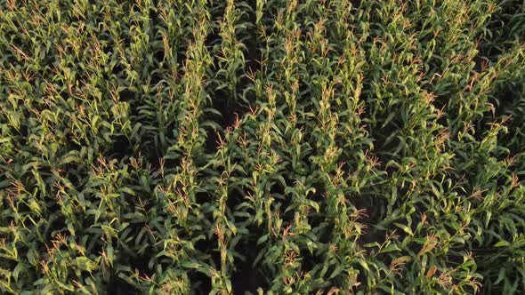 Flight Over Green Corn Fields High Yield of Farm Crops alt