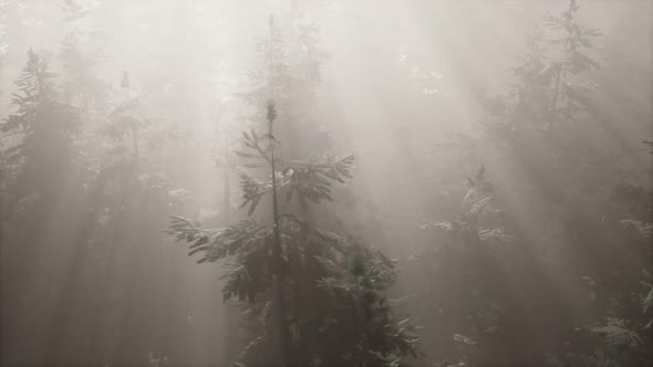 Aerial Sunrays in Forest with Fog alt