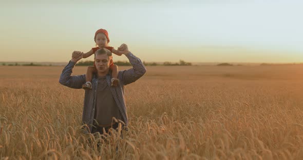 Dad with a Small Daughter on His Shoulders are Walking Along a Wheat Field