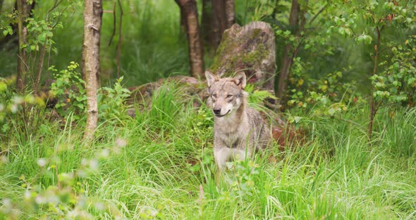 Beautiful Grey Wolf Looking After Prey in the Dense Summer Forest