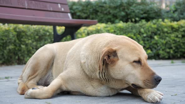 Sad Looking Dog Lying in the Sidewalk and Looking Around alt