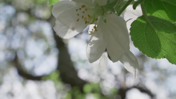 Honeybee Hanging On To Moving White Apple Tree Flower, Slow Motion alt