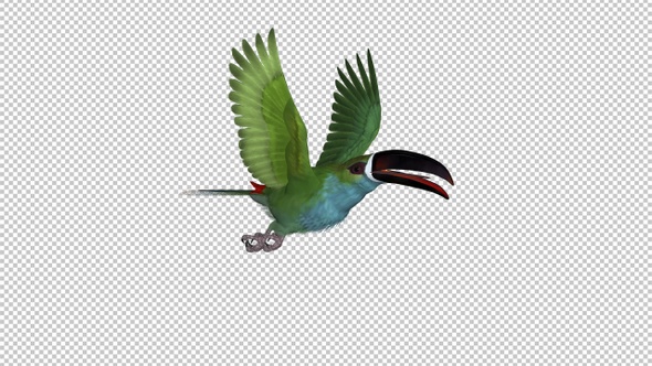 Toucan - II - Green Aracari - Flying Loop - Side Angle
