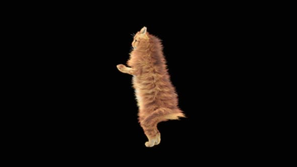 Cat Dancing HD alt