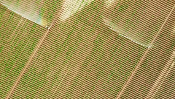 Aerial View of Automatic Watering Irrigation System Spraying Water Over Agriculture Field alt