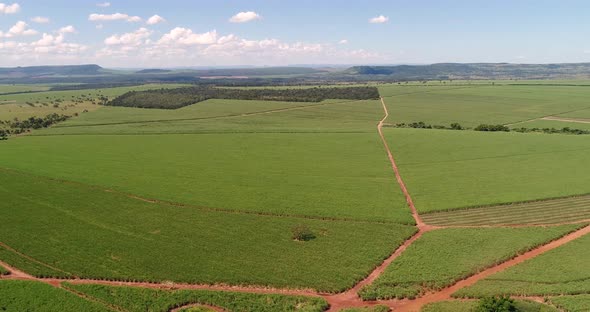 Inland sugar cane cultivation in São Paulo, Brazil. Aerials with drone in 4k.