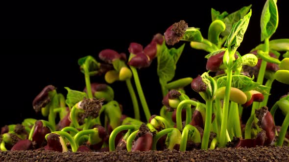 Beans Germination on Black Background alt