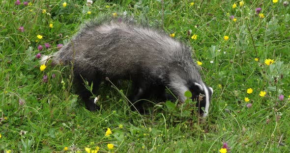 European Badger, meles meles, Adult walking on Grass, Normandy in France, Slow motion 4K alt