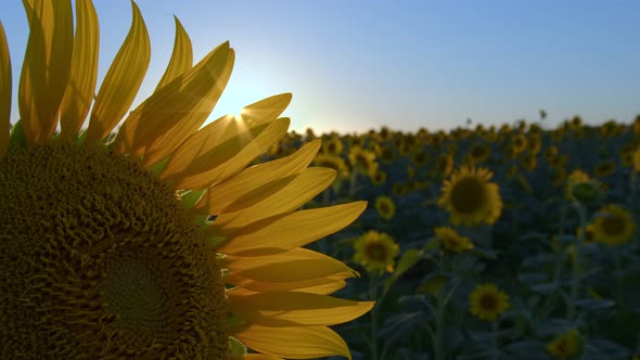 Sunflowers In Green Nature 2 alt