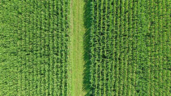 Corn Field Aerial Over the Rows of Corn Stalks Path Between Fields