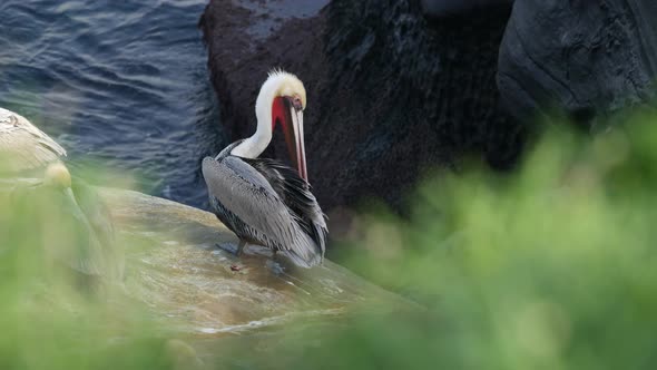 Brown Pelican with Throat Pouch and Large Beak After Fishing, Sandstone Rock in La Jolla Cove. Sea alt