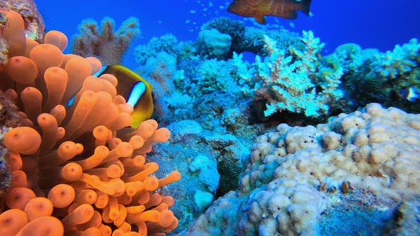 Red Anemones Clownfish alt