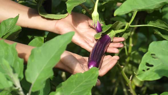 Hand Holding Eggplant alt