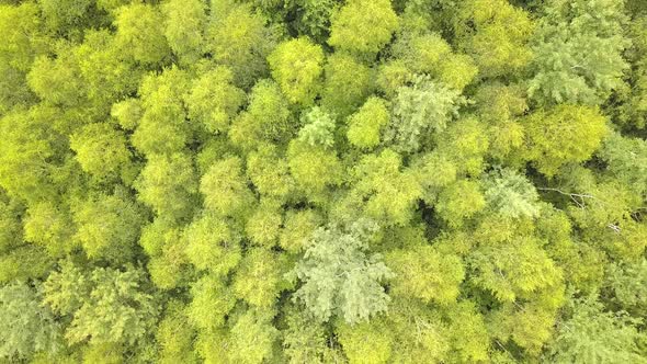 Top down aerial view of green summer forest with many fresh trees. alt