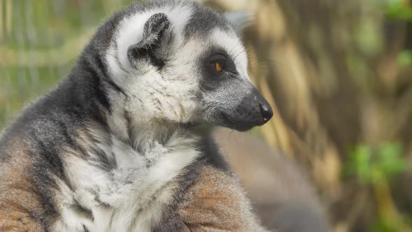 Cute Lemur Sits in the Sun