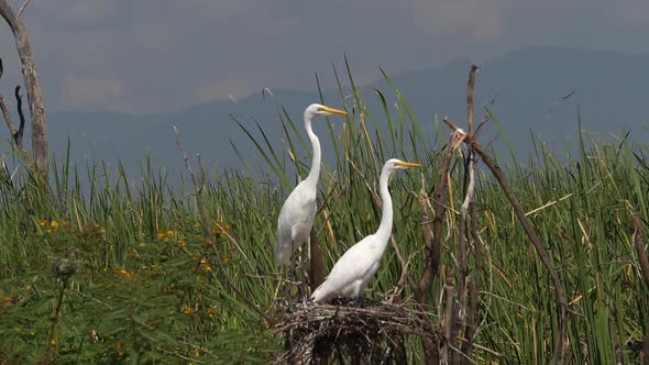 Great White Egret, egretta alba, Pair on Nest, Baringo Lake in Kenya, slow motion alt