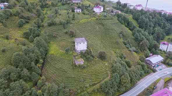 Fresh Green Tea Terrace Farm on the Hill at Rize Province in Turkey alt