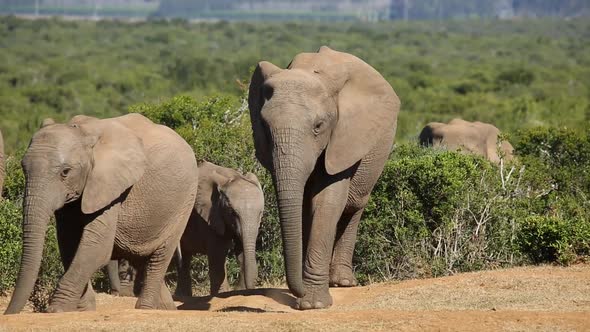 African Elephant Herd In Natural Habitat alt