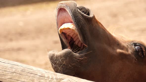 Little pony opens its mouth and begs for treats in the cutest possible way