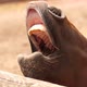 Little pony opens its mouth and begs for treats in the cutest possible way - VideoHive Item for Sale