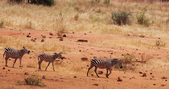 Burchell's Zebra, equus burchelli, Herd walking through Savannah, Tsavo Park in Kenya, Real Time 4K alt