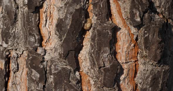 details of bark of pin tree. alt