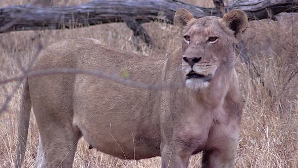 Lioness contact calls and searches for her lost cubs in the wilderness of The Kruger alt