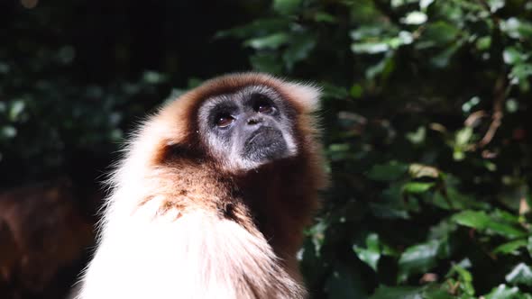 Monkey Watching Its Surround alt