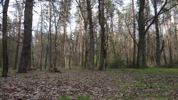 Beautiful Forest Landscape Aerial View Slow Motion alt